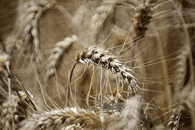 Caputo Pizza Flour - 1Kg